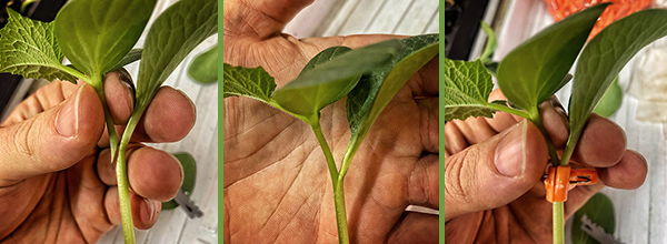 Joining the scion and rootstock, then placing the grafting clip horizontally around the joint, perpendicular to the conjoined stem.