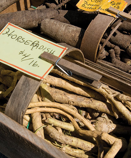 A box of horseradish roots at market; pungency is highest when harvested in spring and diminishes over time.