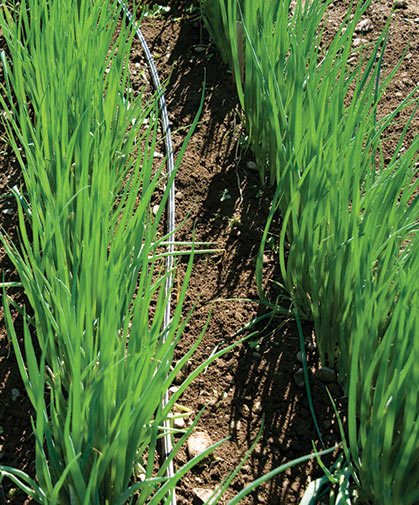 Rows of bunching onions 'Parade', being trialed at our research farm in Albion, Maine.