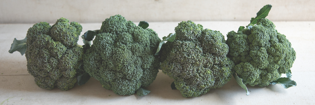 head of broccoli