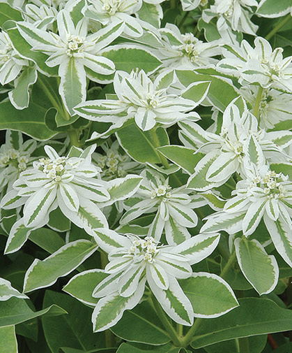 A bed of Euphorbia; germination is characteristically slow; soaking seeds in warm water sometimes improves germination rates; direct-sow to avoid transplant shock.