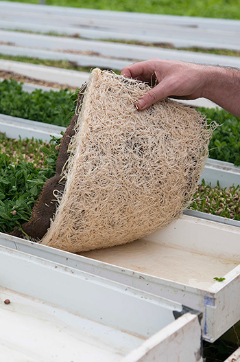 Coco coir hydroponic slab tray lining