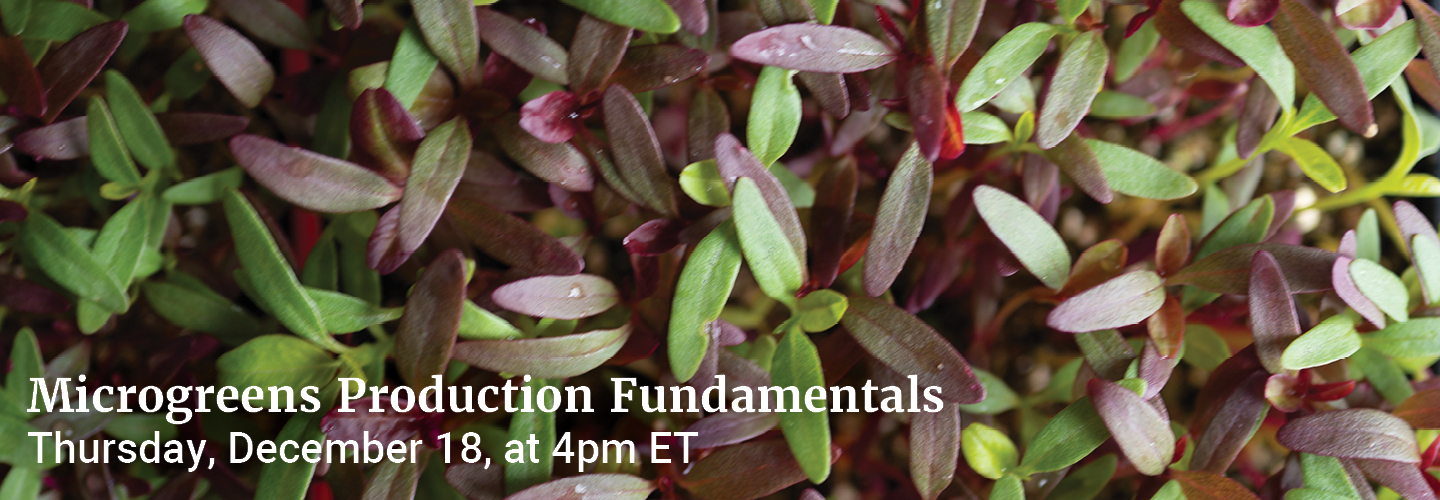 Microgreens Production Fundamentals - Thursday, December 18 2025 at 4pm ET