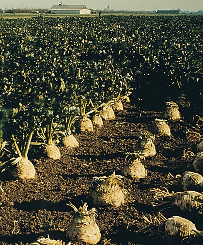 A field of celeriac plants, ready for harvesting.