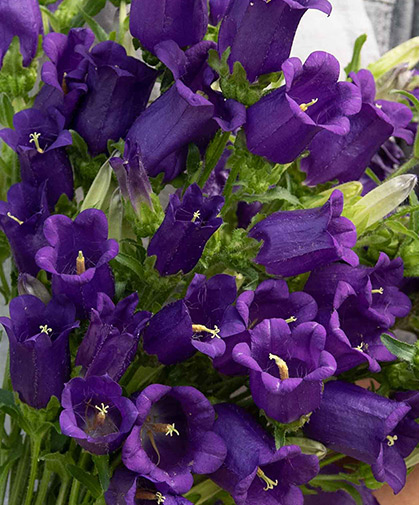 Campanula flowers, also known as bellflower and Canterbury bells.