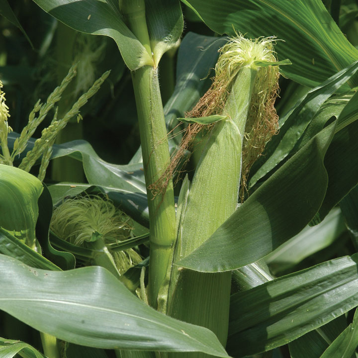 Sweet Corn Isolation