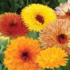 How to Grow Calendula