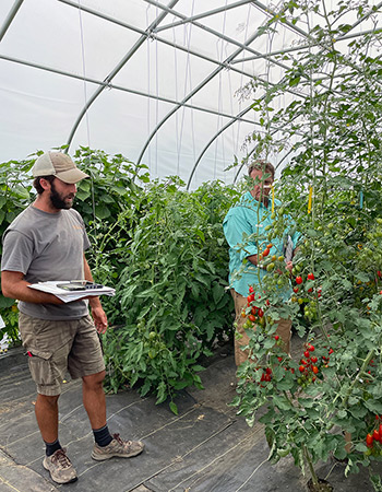 Tomato Trial Harvest