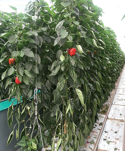 Greenhouse peppers, grown on hanging trellises in our greenhouse trials.