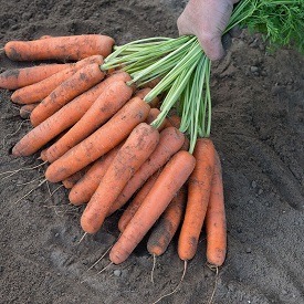 Naval Organic Carrot Seed