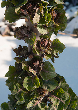 Kalettes in the Snow