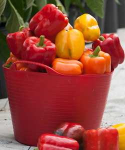 Greenhouse Pepper Harvest