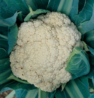 Snow Crown Cauliflower