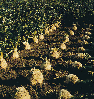 Brilliant Celeriac