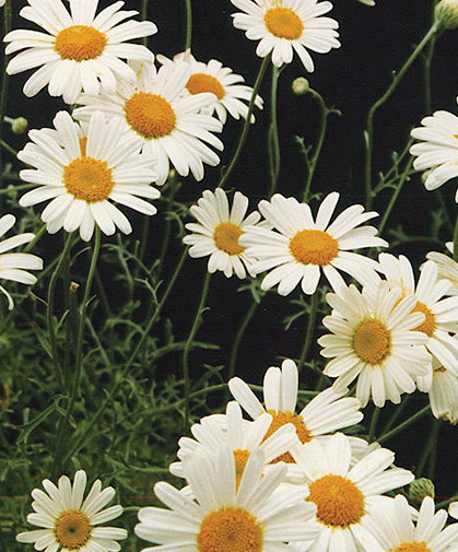 Pyrethrum plants, which can help attract beneficial insects as well as repelling pest species.