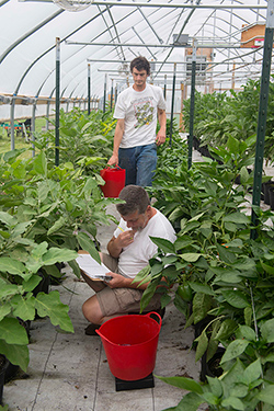 Johnny's Research Team Evaluates the Greenhouse Trials