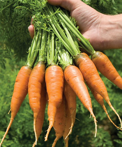 Handful of freshly harvested and washed, early-season carrots of the wedge-shaped, Chantenay type.