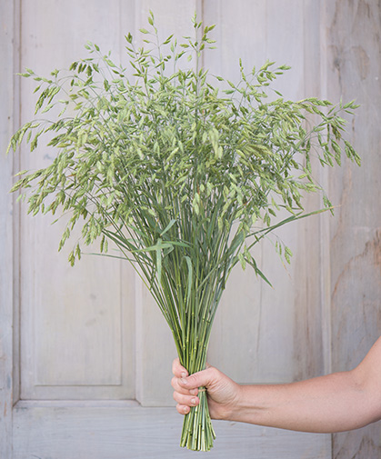A bouquet of 'Bromus Grass' (Bromus secalinus), grown for its ornamental value.