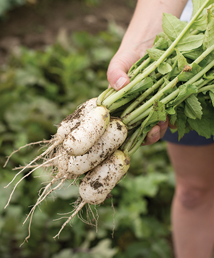 Bunch of freshly harvested daikon radishes of a miniature type, excellent for pickling or fresh use.