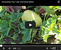 Lilly Crenshaw Melon Lilly Crenshaw Melon
