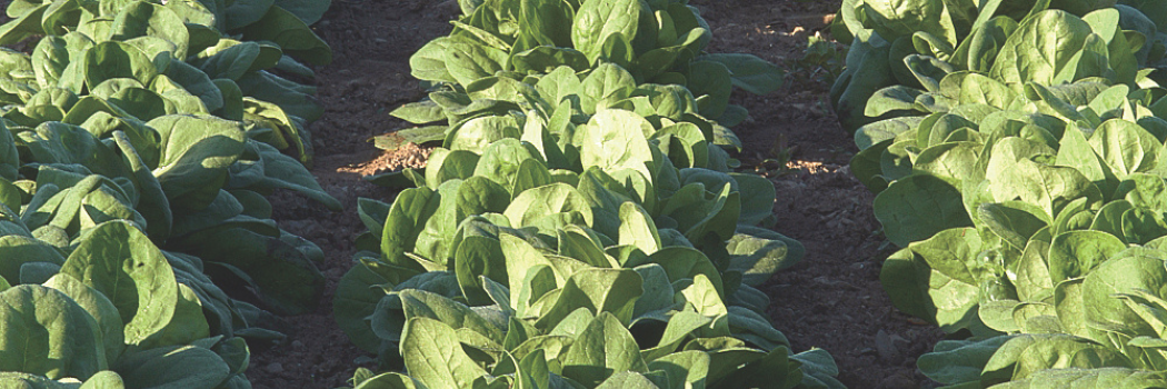 Spinach growing in the field