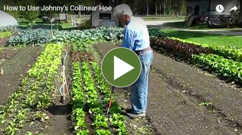 Collinear Hoe Video