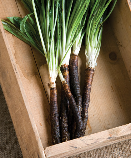 Freshly harvested scorzonera roots with their tops still attached, a formerly common sight in cold-season root cellars.