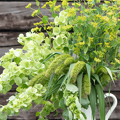 Shop GREEN Flowers