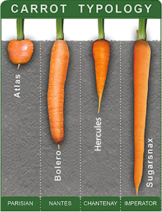 Carrot Typology Chart