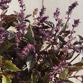 How to Grow Basil for Cut Flowers