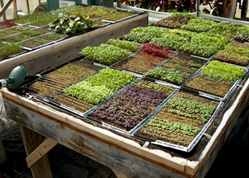 Cultivating micro greens at waist height protects the seedlings and worker ergonomics