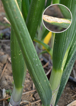 Botrytis leaf blight on onion