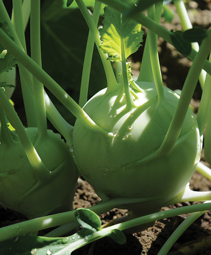 A fresh-eating kohlrabi variety, being held in the field until harvest-time.