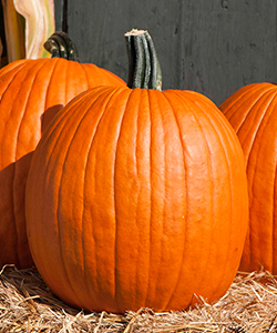 Cargo PMR (F1) Pumpkin Cargo PMR (F1) Pumpkin