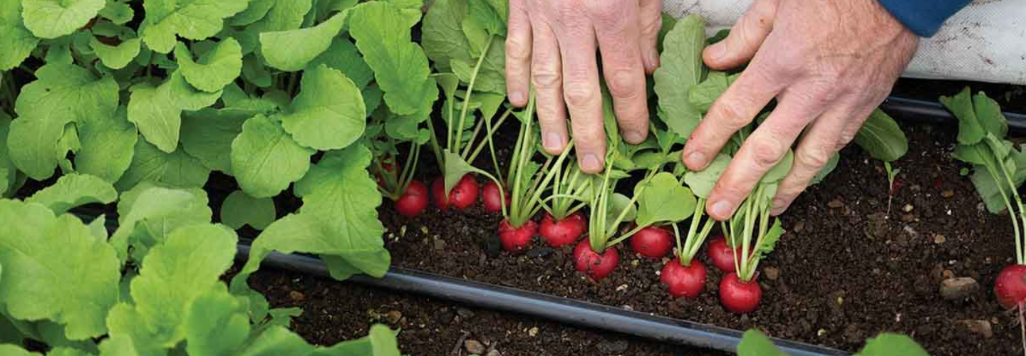 winter radishes in a high tunnel