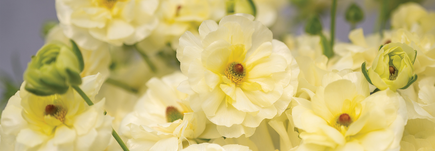 bouquet of flowers