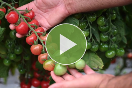 video thumbnail - mochi cherry tomato