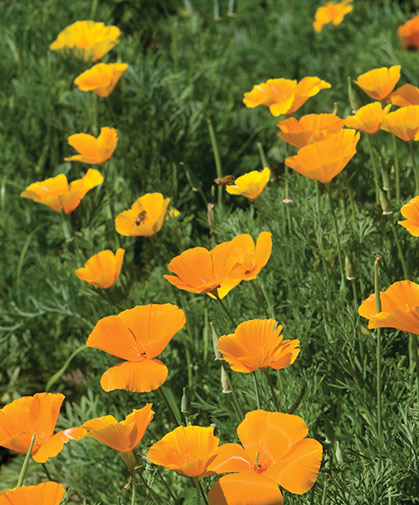 California poppy, with fern-like foliage and lively orange and yellow flowers, is easy-going and drought-tolerant.