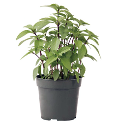 Container-grown Sweet Thai Basil Plant