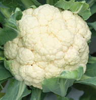 EarliSnow Cauliflower
