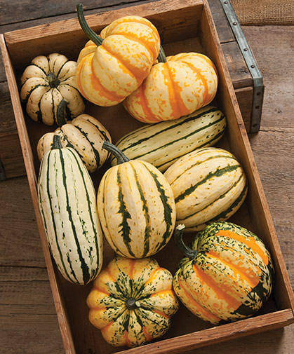 A box of delicata and sweet dumpling type winter squashes; this group should be eaten first, even directly following harvest.