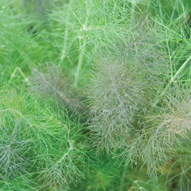 How to Grow Fennel Leaf