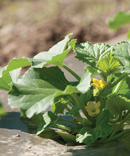 Melon plant in blossom, being cultured on mulch to enhance soil temperature and minimize weed competition.