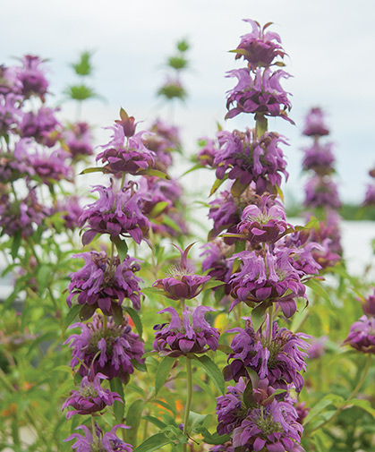 Monarda stalks, also known as bee balm for their ability to attract a host of bee and other pollinating species.
