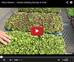 Seeding Your Microgreens Seeding Your Microgreens