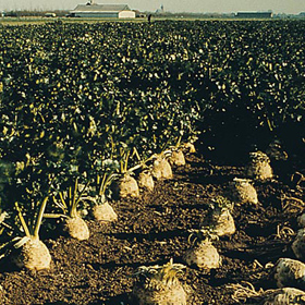 How to Grow Celery & Celeriac