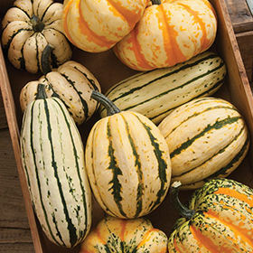 How to Grow Delicata & Sweet Dumpling Winter Squash