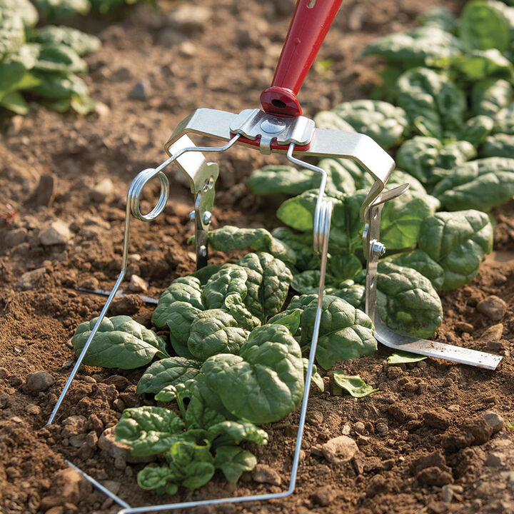 weeding with wire hoe in field