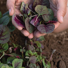 How to Grow Vegetable Amaranth