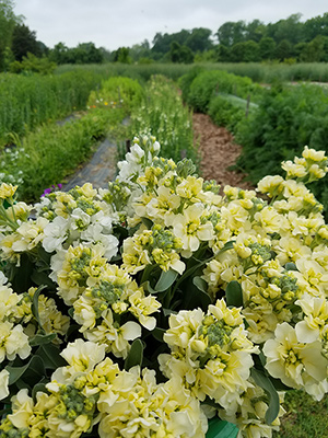 5 cool flowers to